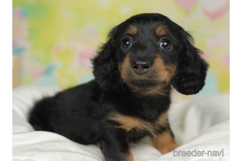 成約済の千葉県のカニンヘンダックスフンド(ロングヘアード)-217846の3枚目