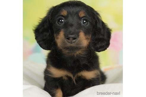 成約済の千葉県のカニンヘンダックスフンド(ロングヘアード)-217846の2枚目