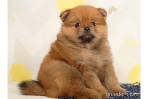 成約済の千葉県のポメラニアン-217849の9枚目