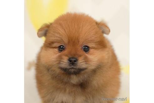 成約済の千葉県のポメラニアン-217849の7枚目