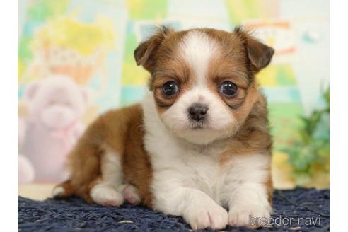 成約済の千葉県のチワワ(ロングコート)-217851の4枚目