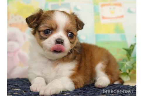 成約済の千葉県のチワワ(ロングコート)-217851の3枚目