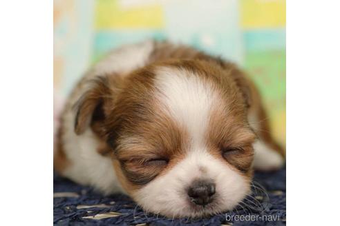 成約済の千葉県のチワワ(ロングコート)-217851の2枚目