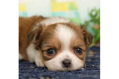 成約済の千葉県のチワワ(ロングコート)-217851の1枚目