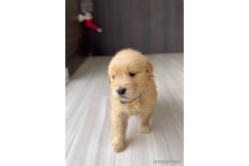 成約済の福岡県のゴールデンドゥードル:ゴールデンレトリーバー×プードル-217855の1枚目