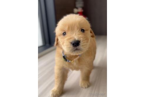 成約済の福岡県のゴールデンドゥードル:ゴールデンレトリーバー×プードル-217855の2枚目