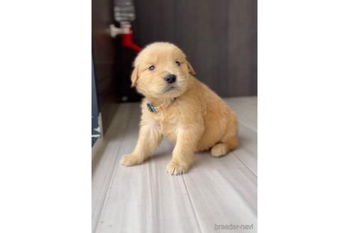 成約済の福岡県のゴールデンドゥードル:ゴールデンレトリーバー×プードル-217855の3枚目