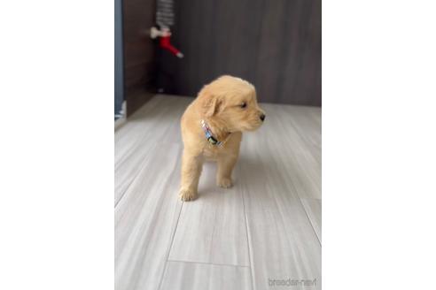 成約済の福岡県のゴールデンドゥードル:ゴールデンレトリーバー×プードル-217855の4枚目