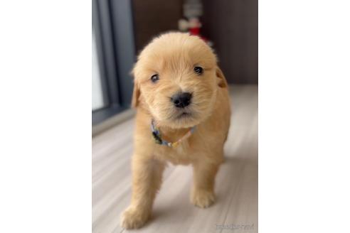 成約済の福岡県のゴールデンドゥードル:ゴールデンレトリーバー×プードル-217855の5枚目