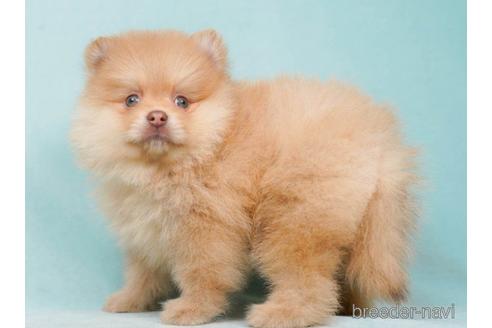 成約済の千葉県のポメラニアン-217854の4枚目