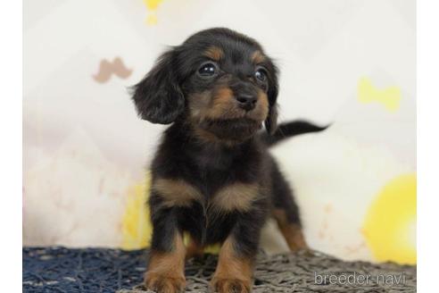 成約済の千葉県のミニチュアダックスフンド(ロングヘアード)-217856の4枚目