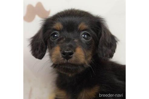 成約済の千葉県のミニチュアダックスフンド(ロングヘアード)-217856の2枚目