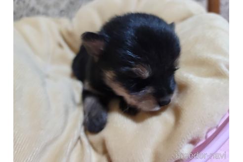成約済の千葉県のミックス犬-218842の3枚目