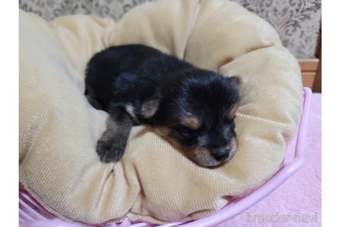 成約済の千葉県のミックス犬-218844の3枚目