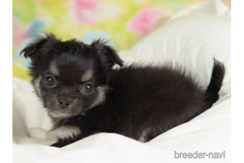 成約済の千葉県のチワワ(ロングコート)-217860の3枚目