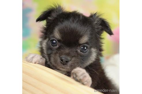 成約済の千葉県のチワワ(ロングコート)-217860