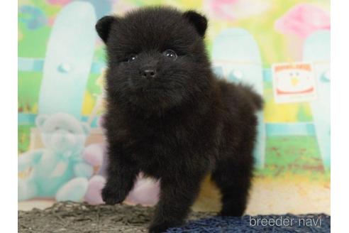 成約済の千葉県のポメラニアン-217865の4枚目