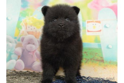 成約済の千葉県のポメラニアン-217865の3枚目