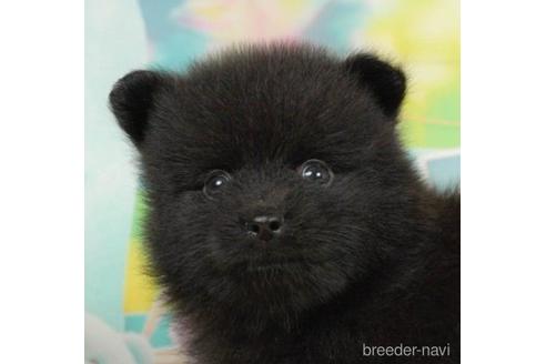 成約済の千葉県のポメラニアン-217865の2枚目