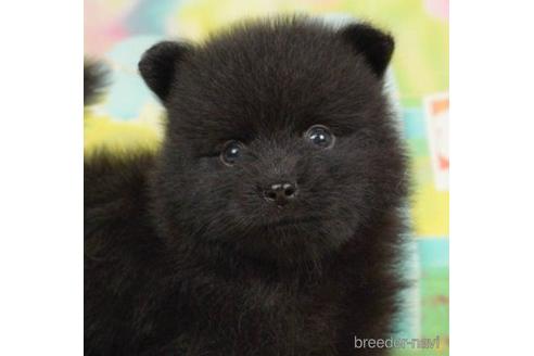 成約済の千葉県のポメラニアン-217865