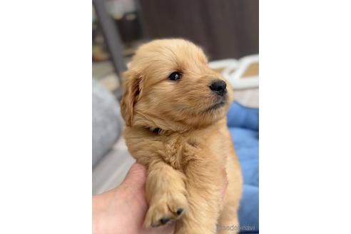 成約済の福岡県のゴールデンドゥードル:ゴールデンレトリーバー×プードル-217870の1枚目