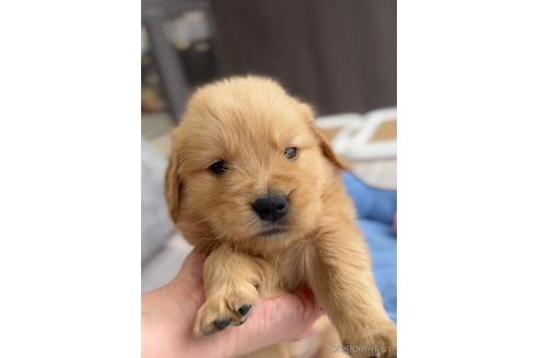 成約済の福岡県のゴールデンドゥードル:ゴールデンレトリーバー×プードル-217870の2枚目