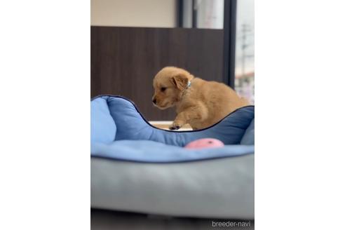 成約済の福岡県のゴールデンドゥードル:ゴールデンレトリーバー×プードル-217870の3枚目