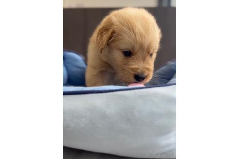成約済の福岡県のゴールデンドゥードル:ゴールデンレトリーバー×プードル-217870の4枚目