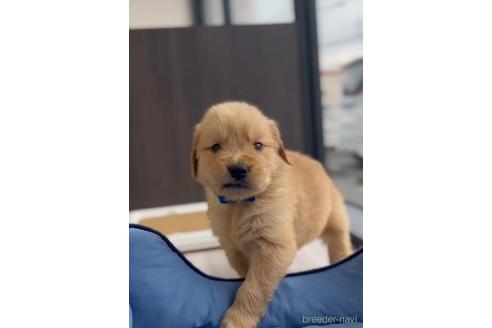 成約済の福岡県のゴールデンドゥードル:ゴールデンレトリーバー×プードル-217870の5枚目