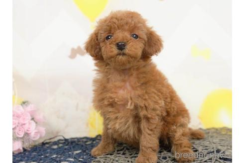 成約済の千葉県のタイニープードル-217871の4枚目