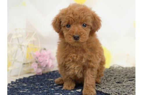 成約済の千葉県のタイニープードル-217871の3枚目