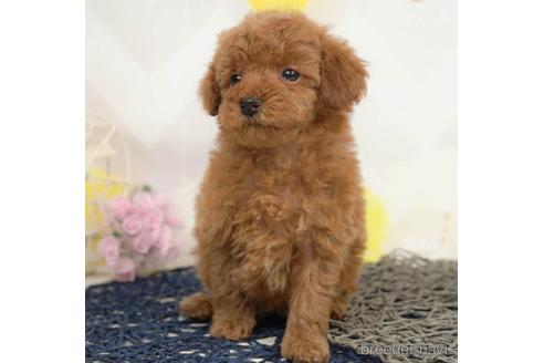 成約済の千葉県のタイニープードル-217871の2枚目