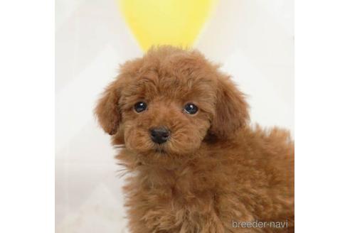 成約済の千葉県のタイニープードル-217871