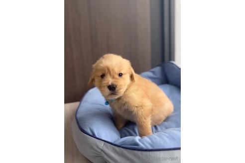 成約済の福岡県のゴールデンドゥードル:ゴールデンレトリーバー×プードル-217876の1枚目