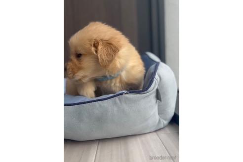 成約済の福岡県のゴールデンドゥードル:ゴールデンレトリーバー×プードル-217876の2枚目