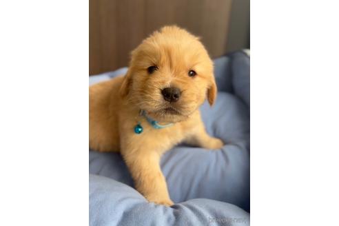 成約済の福岡県のゴールデンドゥードル:ゴールデンレトリーバー×プードル-217876の3枚目