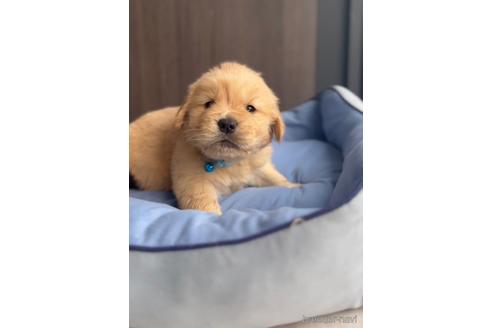 成約済の福岡県のゴールデンドゥードル:ゴールデンレトリーバー×プードル-217876の4枚目