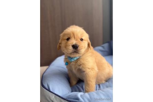 成約済の福岡県のゴールデンドゥードル:ゴールデンレトリーバー×プードル-217876の5枚目