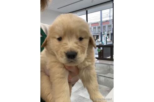 成約済の福岡県のゴールデンドゥードル:ゴールデンレトリーバー×プードル-217881の1枚目
