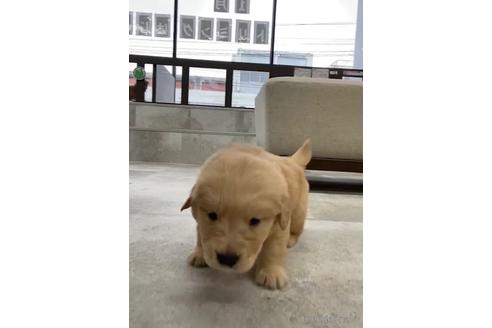 成約済の福岡県のゴールデンドゥードル:ゴールデンレトリーバー×プードル-217881の2枚目