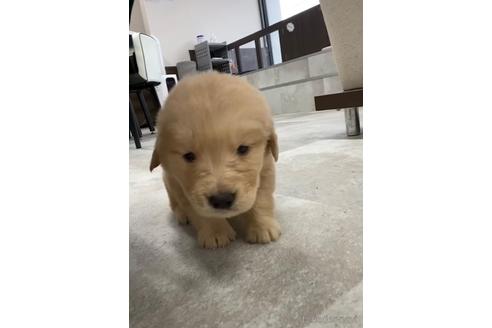 成約済の福岡県のゴールデンドゥードル:ゴールデンレトリーバー×プードル-217881の3枚目
