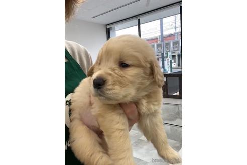 成約済の福岡県のゴールデンドゥードル:ゴールデンレトリーバー×プードル-217881の4枚目
