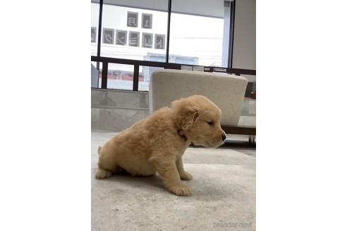 成約済の福岡県のゴールデンドゥードル:ゴールデンレトリーバー×プードル-217881の5枚目