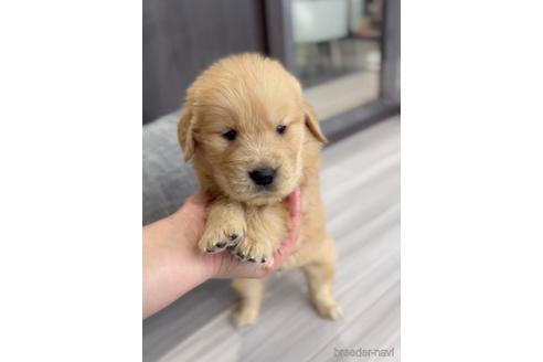 成約済の福岡県のゴールデンドゥードル:ゴールデンレトリーバー×プードル-217884
