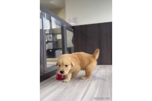 成約済の福岡県のゴールデンドゥードル:ゴールデンレトリーバー×プードル-217884の4枚目