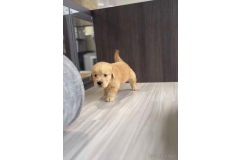 成約済の福岡県のゴールデンドゥードル:ゴールデンレトリーバー×プードル-217884の2枚目