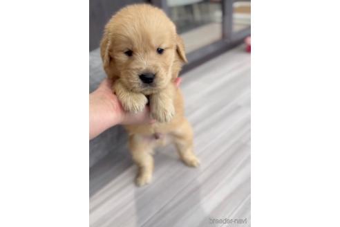 成約済の福岡県のゴールデンドゥードル:ゴールデンレトリーバー×プードル-217884の3枚目