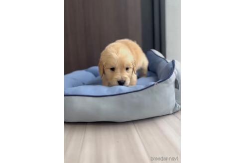 成約済の福岡県のゴールデンドゥードル:ゴールデンレトリーバー×プードル-217890の2枚目