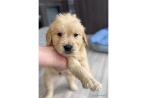 成約済の福岡県のゴールデンドゥードル:ゴールデンレトリーバー×プードル-217890の3枚目