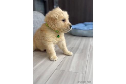 成約済の福岡県のゴールデンドゥードル:ゴールデンレトリーバー×プードル-217890の5枚目